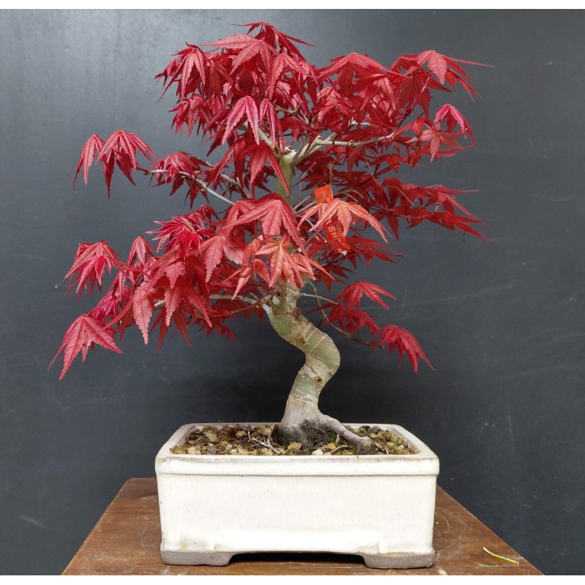 Arce Palmatum Deshojo