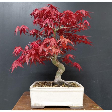 Arce Palmatum Deshojo