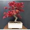 Arce Palmatum Deshojo