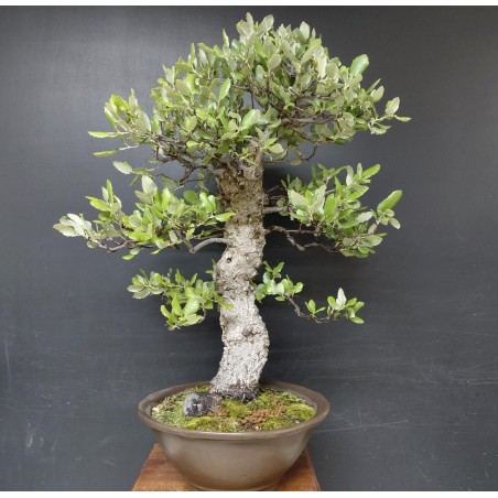 Alcornoque Quercus Suber