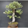 Alcornoque Quercus Suber