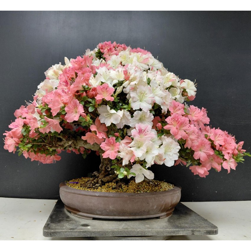 Azalea