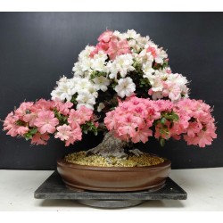 Azalea