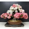 Azalea