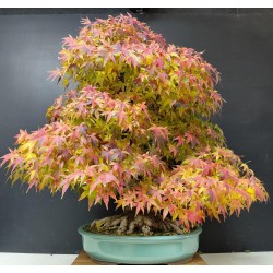 Arce Palmatum Yamamomiji