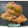 Arce Palmatum Yamamomiji