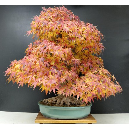 Arce Palmatum Yamamomiji