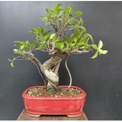 Ficus Retusa