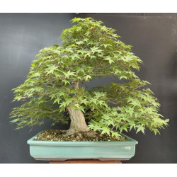Arce Palmatum Yamamomiji