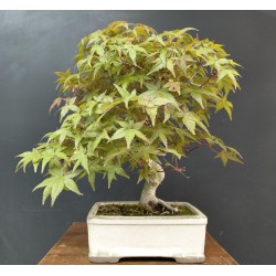 Arce Palmatum Deshojo