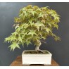 Arce Palmatum Deshojo
