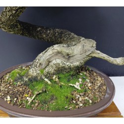Olivo Acebuche