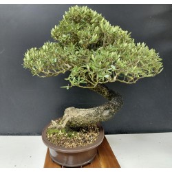 Olivo Acebuche