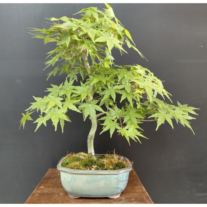 Arce Palmatum Yamamomiji