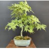 Arce Palmatum Yamamomiji
