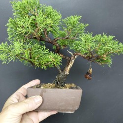 Junípero Chinensis