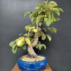 Pseudocydonia Chinensis