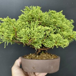 Junípero Chinensis