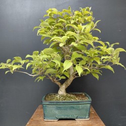 Callicarpa