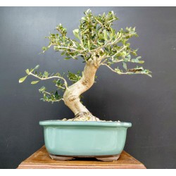 Olivo Acebuche