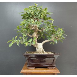 Ficus