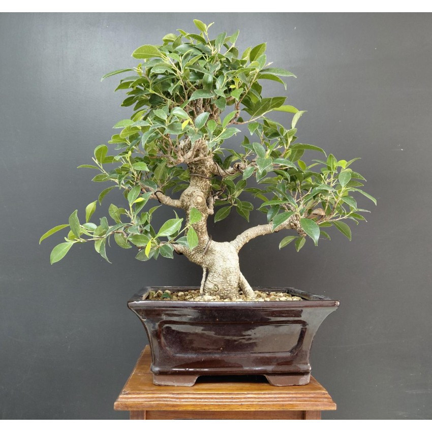 Ficus