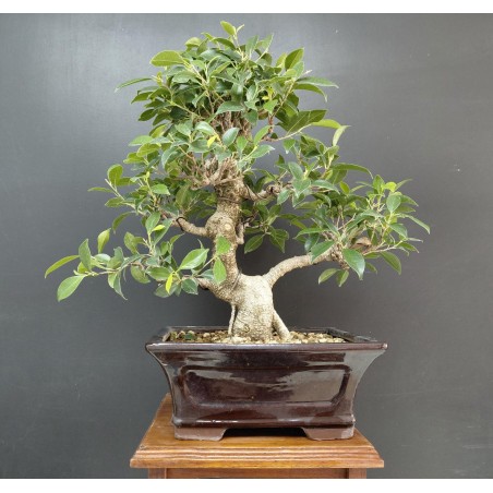 Ficus