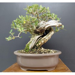 Olivo Acebuche Ullastre