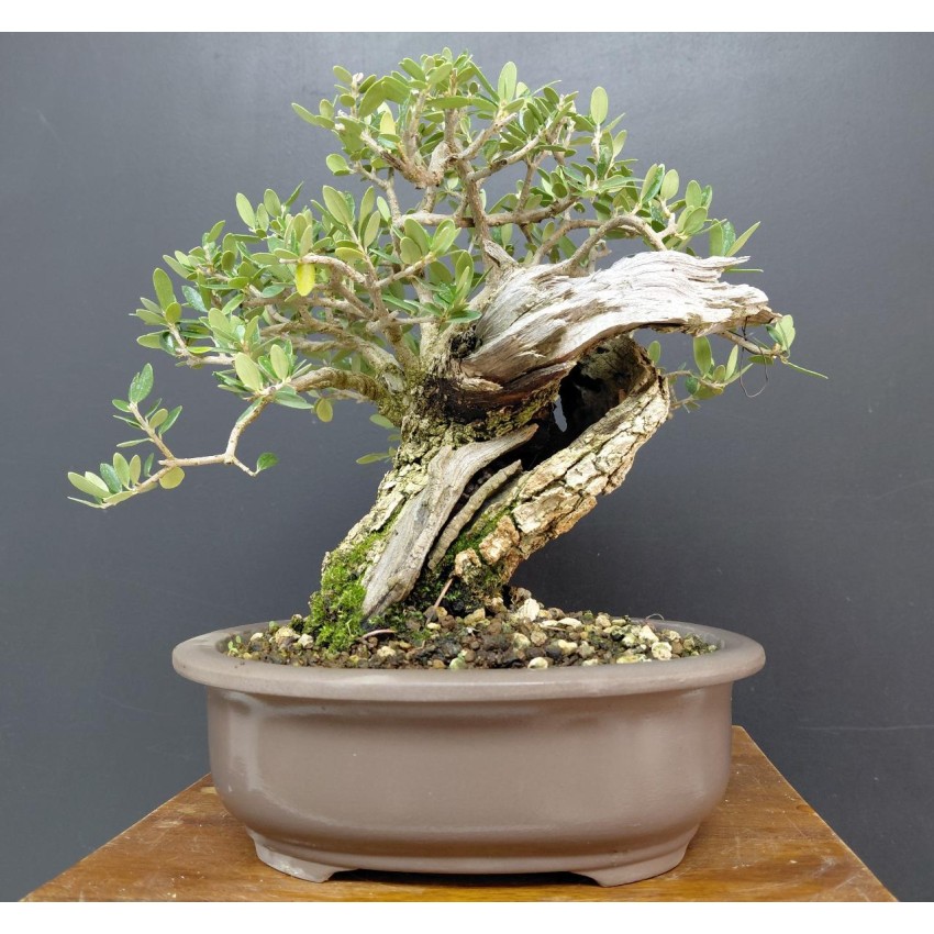 Olivo Acebuche Ullastre