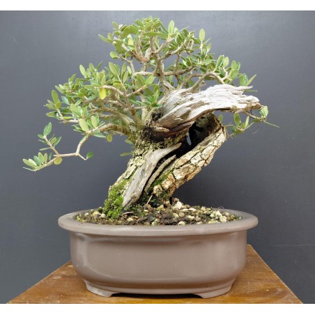 Olivo Acebuche Ullastre