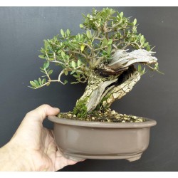 Olivo Acebuche Ullastre