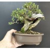 Olivo Acebuche Ullastre