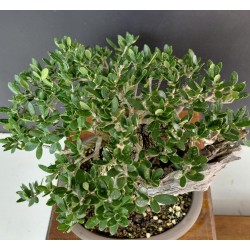 Olivo Acebuche Ullastre