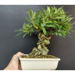 Gardenia Jasminoides