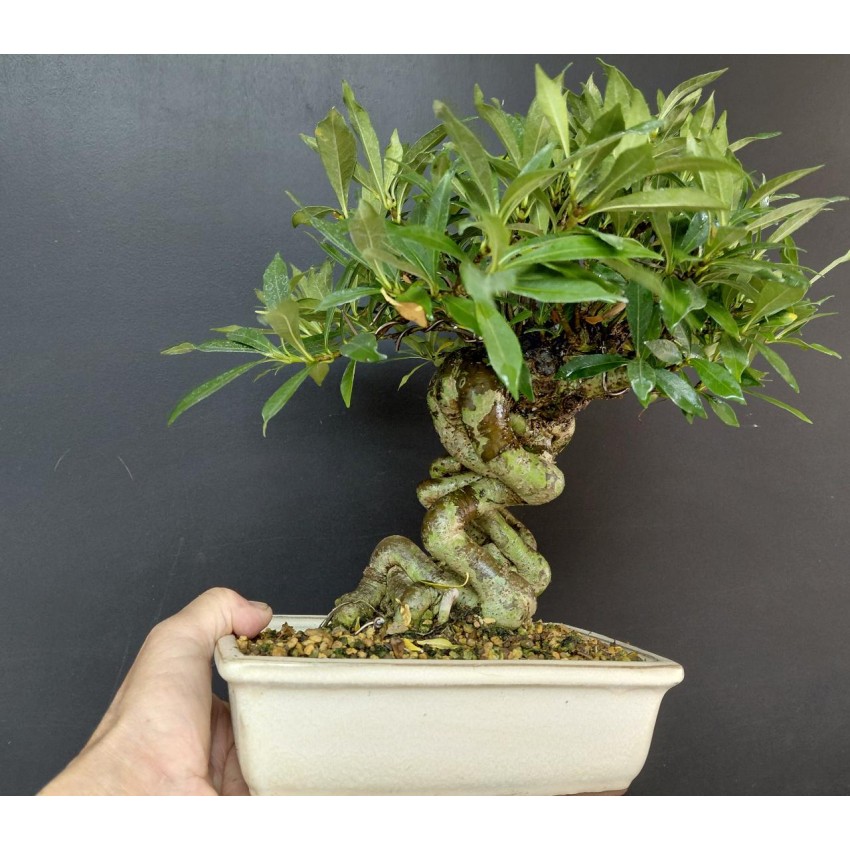Gardenia Jasminoides