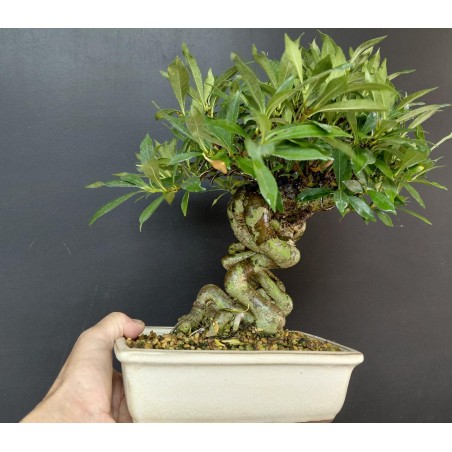Gardenia Jasminoides