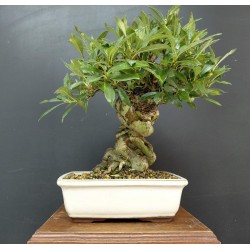Gardenia Jasminoides
