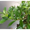 Gardenia Jasminoides