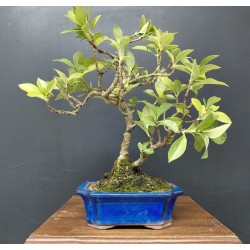 Gardenia Jasminoides