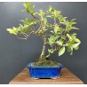 Gardenia Jasminoides