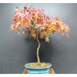 Arce Palmatum Yamamomiji