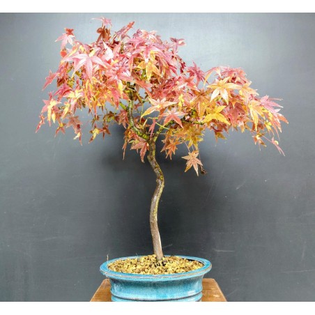 Arce Palmatum Yamamomiji