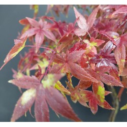 Arce Palmatum Yamamomiji