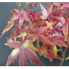 Arce Palmatum Yamamomiji