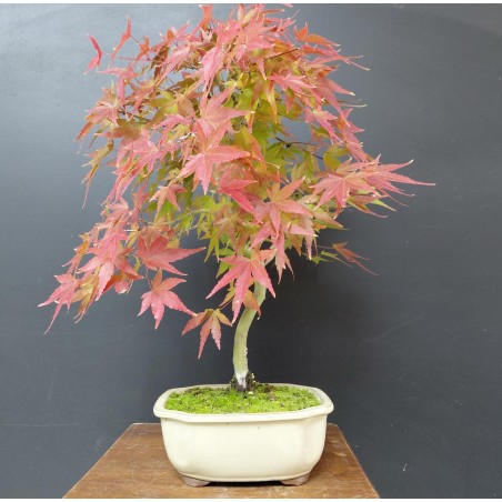 Arce Palmatum Yamamomiji