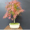 Arce Palmatum Yamamomiji