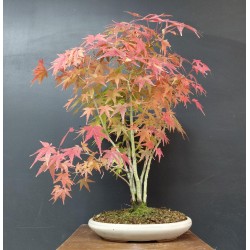 Bosque de Arces Palmatum...
