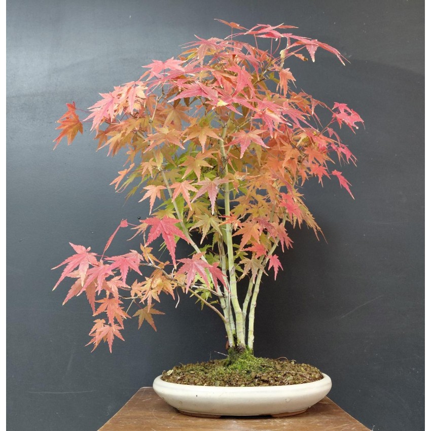 Bosque de Arces Palmatum Yamamomiji