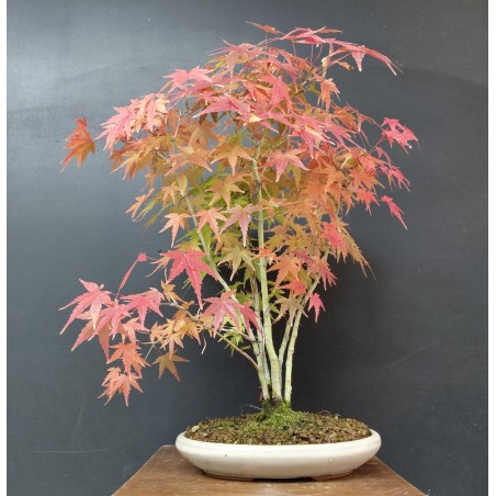 Bosque de Arces Palmatum Yamamomiji