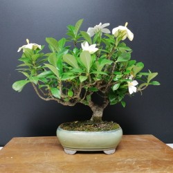 Gardenia jazminoides